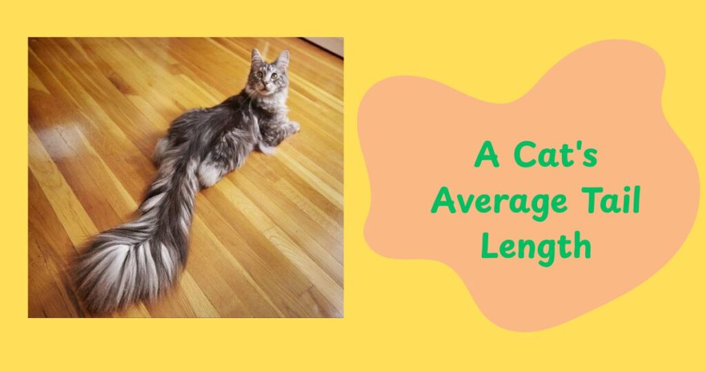 A Cat's Average Tail Length