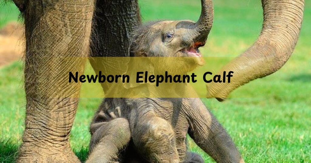 Newborn Elephant Calf