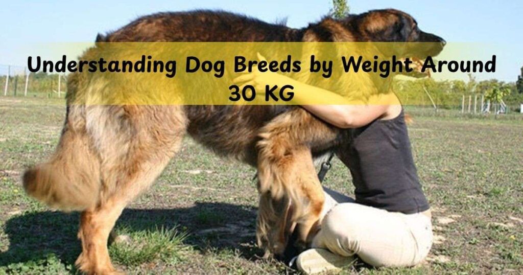 Understanding Dog Breeds by Weight Around 30 KG