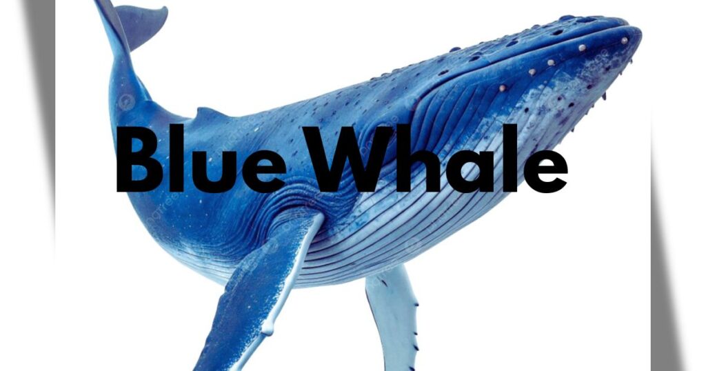 Blue Whale