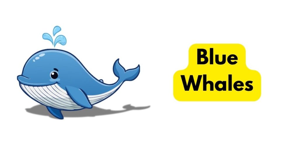 Blue Whales