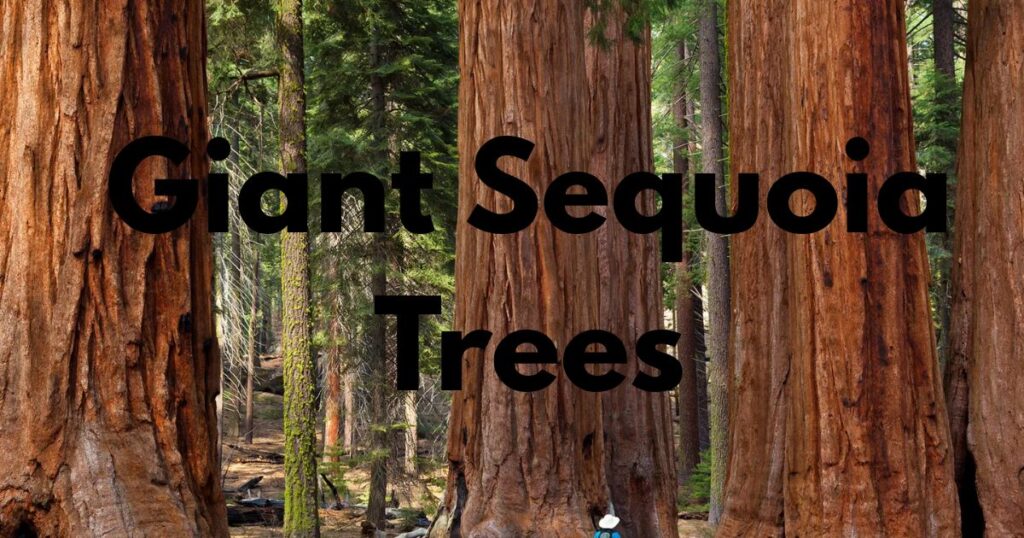 Giant Sequoia Trees